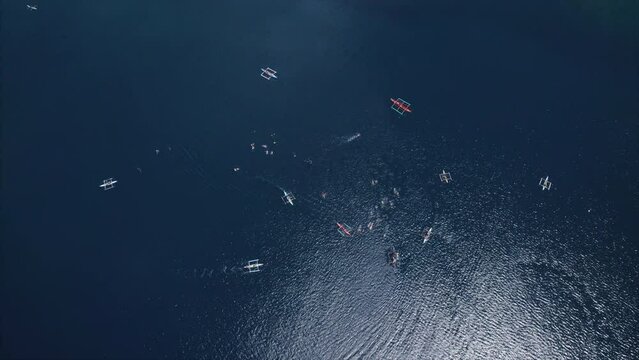 Aerial view of people snorkel with whale sharks in leyte / Philippines