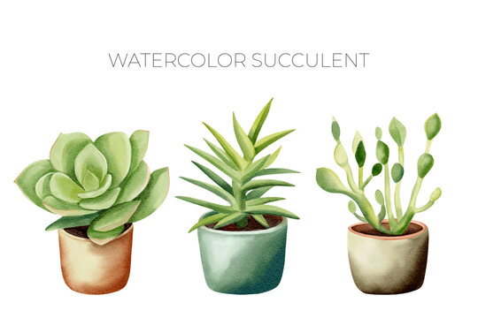 3. zz plant zamioculcas zamiifolia ZZ Plant | Zamioculcas Zamiifolia | Care Guide and Pro Tips