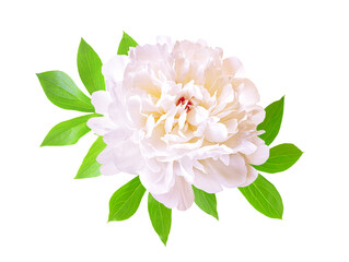 Peony on a white background. White peony flower isolated. Working path saved.