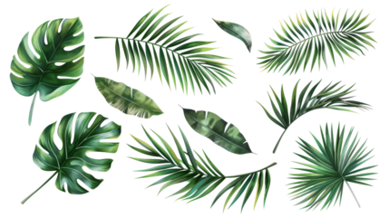 Tropical palm leaves (Monstera) are set on an isolated, transparent white background. Watercolor, hand-painted, summer clipart