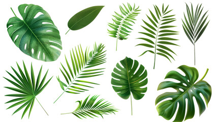 Fototapeta na wymiar Tropical palm leaves (Monstera) are set on an isolated, transparent white background. Watercolor, hand-painted, summer clipart