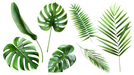Tropical palm leaves (Monstera) are set on an isolated, transparent white background. Watercolor, hand-painted, summer clipart