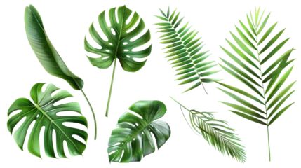 Fotobehang Tropische bladeren Tropical palm leaves (Monstera) are set on an isolated, transparent white background. Watercolor, hand-painted, summer clipart