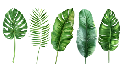 Tropical palm leaves (Monstera) are set on an isolated, transparent white background. Watercolor, hand-painted, summer clipart