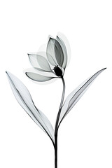 Illustration of an abstract black flower in x-ray style on a white background. Black and white illustration. Minimalistic monochrome botanical design.