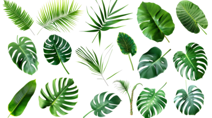 Tropical palm leaves (Monstera) are set on an isolated, transparent white background. Watercolor, hand-painted, summer clipart
