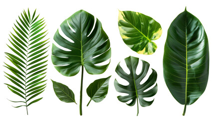 Fototapeta na wymiar Tropical palm leaves (Monstera) are set on an isolated, transparent white background. Watercolor, hand-painted, summer clipart
