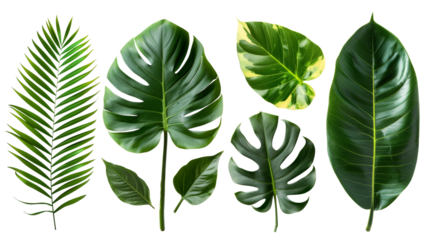 Tropical palm leaves (Monstera) are set on an isolated, transparent white background. Watercolor, hand-painted, summer clipart