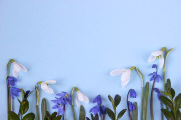 White and blue  snowdrops spring pattern ,   blue background. First  spring flowers greeting card....