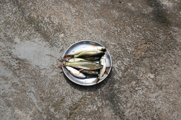 Rohu fish. It is a species of fish of the carp family. its other names rui fish, roho labeo, Labeo...