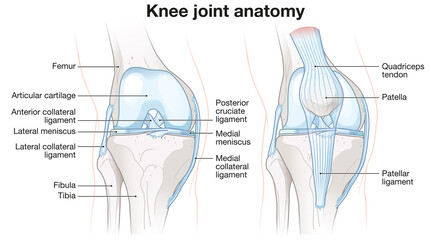 Healthy Knee Joint Anatomy. Labeled Illustration - obrazy, fototapety, plakaty