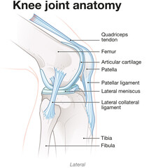 Knee Joint Anatomy. Lateral view. Labeled Illustration