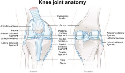 Knee Joint Anatomy. Labeled. Illustration - obrazy, fototapety, plakaty