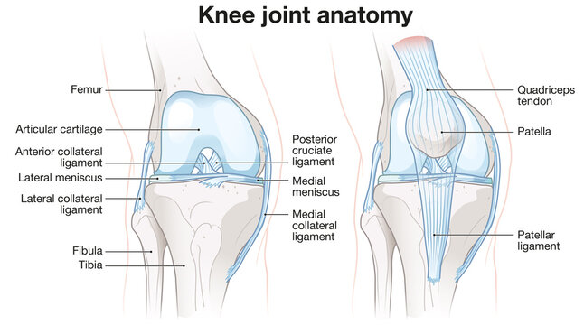 Healthy Knee Joint Anatomy. Labeled Illustration