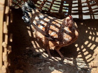 a closeup shot of indian domestic hen standing in cage and looking curiously at camera. Farmer raise this hen as side occupation beside farming - obrazy, fototapety, plakaty