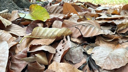 dry leaves in the forest nature