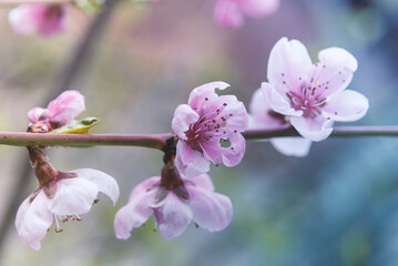 Obraz premium pink cherry blossom