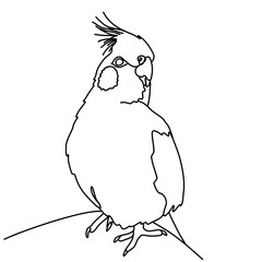 Corella parrots continuous line drawing, tattoo, bird print for clothes and logo design, one single line on a white background, isolated vector illustration. 