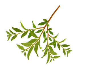 Punica granatum on white background.