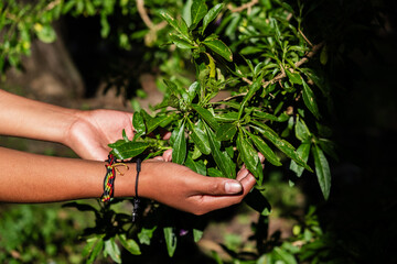 latin woman's hands toned some medicinal plants in bolivia - concept of medicine