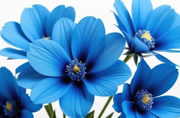 surreal exotic high quality blue flowers macro isolated on white. Greeting card objects for anniversary, wedding, mothers and womens day design
