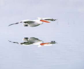 Dalmatian pelican flying