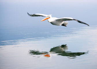 Fototapeta na wymiar Dalmatian pelican flying