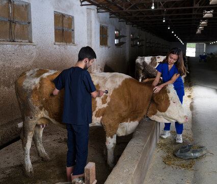Veterinarians examine cows in a barn. Male and female veterinarians carrying out daily livestock control at the animal farm