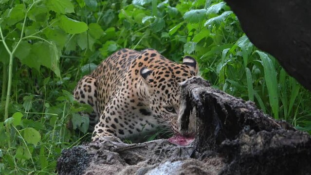 Indian leopard with kill (Panthera pardus fusca)