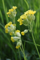 a close up of a bunch of yellow Primula elatior (L.) Hill plant flowers