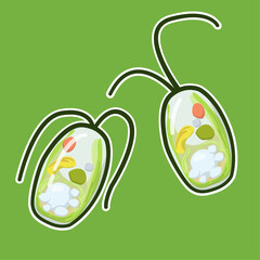 Dunaliella salina is a salt-loving microalgae known for high &beta;-carotene content, used in food coloring, aquaculture, and biofuel production.