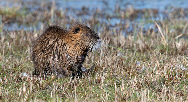 Nutria