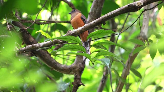 The Malabar trogon (Harpactes fasciatus) is a species of bird in the trogon family