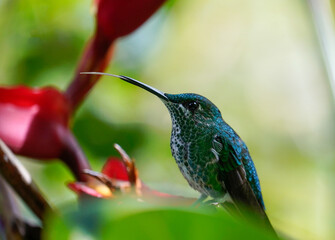 Hummingbird with his tongue out on the flower. Monteverde, Costa Rica