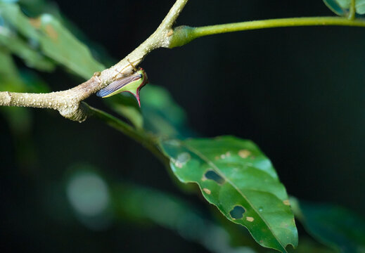 Thorn tree hopper (Umbonia crassicornis) on the tree branch  in a tropical rain forest, Monteverde, Costa Rica