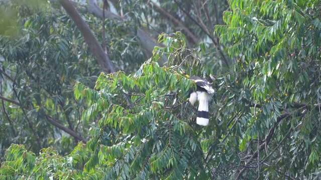 The great hornbill (Buceros bicornis), also known as the concave-casqued hornbill, great Indian hornbill or great pied hornbill