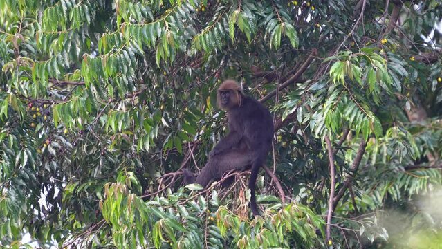 The Nilgiri langur (Semnopithecus johnii) is a langur (a type of Old World monkey)