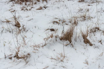 dried grass and snow
