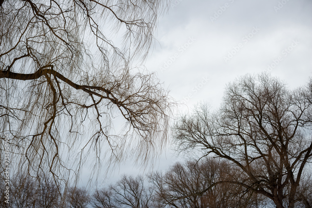 Poster bare trees on an overcast sky in winter