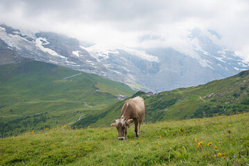 Fototapeta na wymiar alpine landscape with green meadow and brown milker cow, Bernese Oberland
