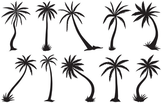 Set of highly detailed tropical palm trees. Black palm silhouettes trees collection promotional items. Coconut tree vector illustration perfect adding a touch  tropical paradise. Palm Frond abstract 