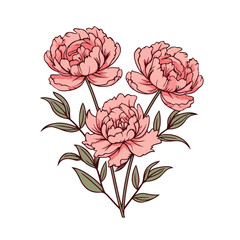 outline pink Peony flowers