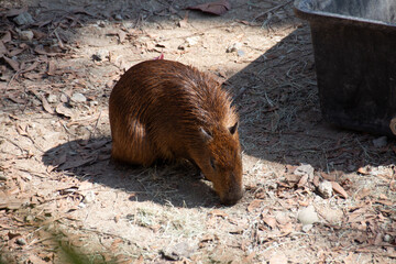 capybara