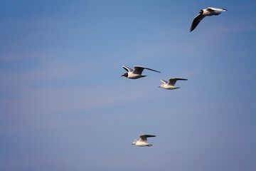 Seagulls soaring in a clear sky, displaying different stages of flight