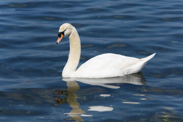 Tranquil scene of a solitary swan gliding peacefully on a serene water body