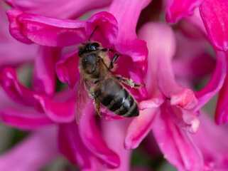 Close up of a honeybee on a pink hyacinth flower