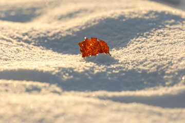 Old leaf stuck upright in the snow, illuminated by the sun from behind
