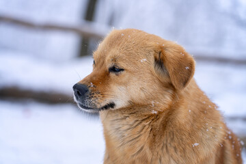 dog in snow