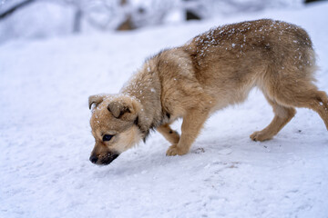 dog in snow
