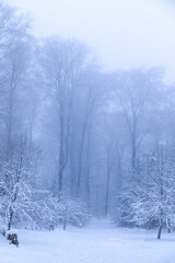 Group of snow-covered trees on a foggy winter's day